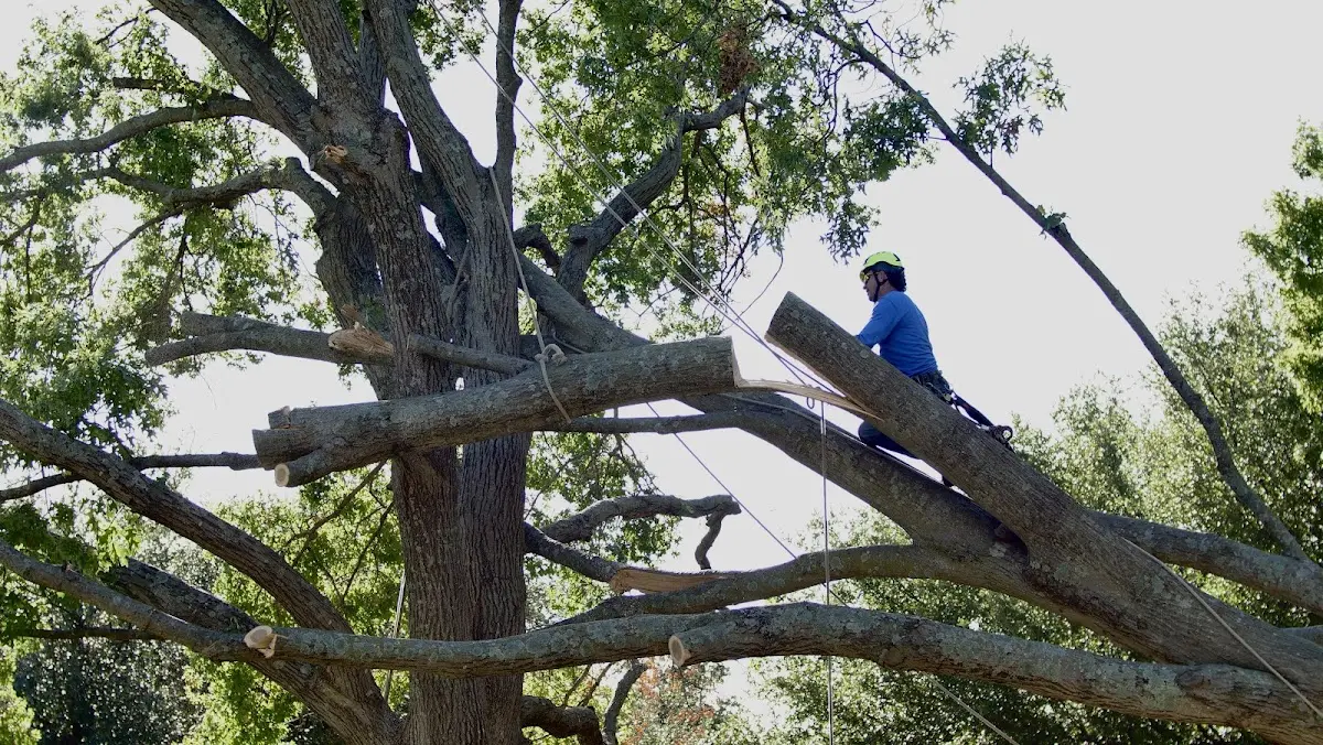 Professional Hazardous Tree Removal performed by certified arborists in Bean Station